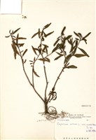 藏品(五彩椒)的圖片